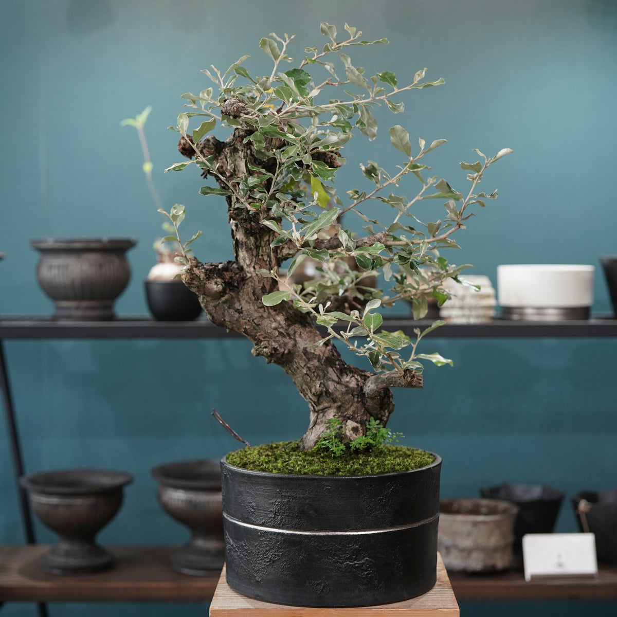 Old Elaeagnus formosana (古木台湾グミ) × 高見澤匠 “黒磁／白金鉢”