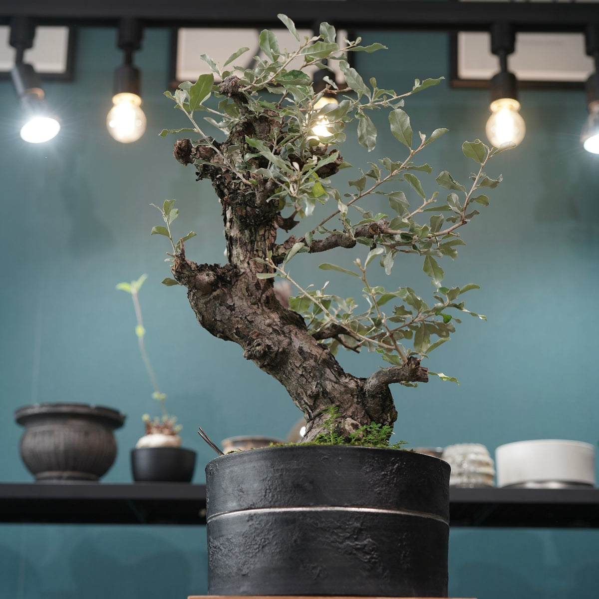 Old Elaeagnus formosana (古木台湾グミ) × 高見澤匠 “黒磁／白金鉢”