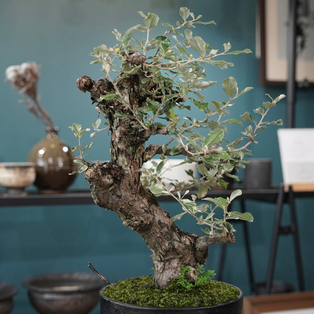 Old Elaeagnus formosana (古木台湾グミ) × 高見澤匠 “黒磁／白金鉢”