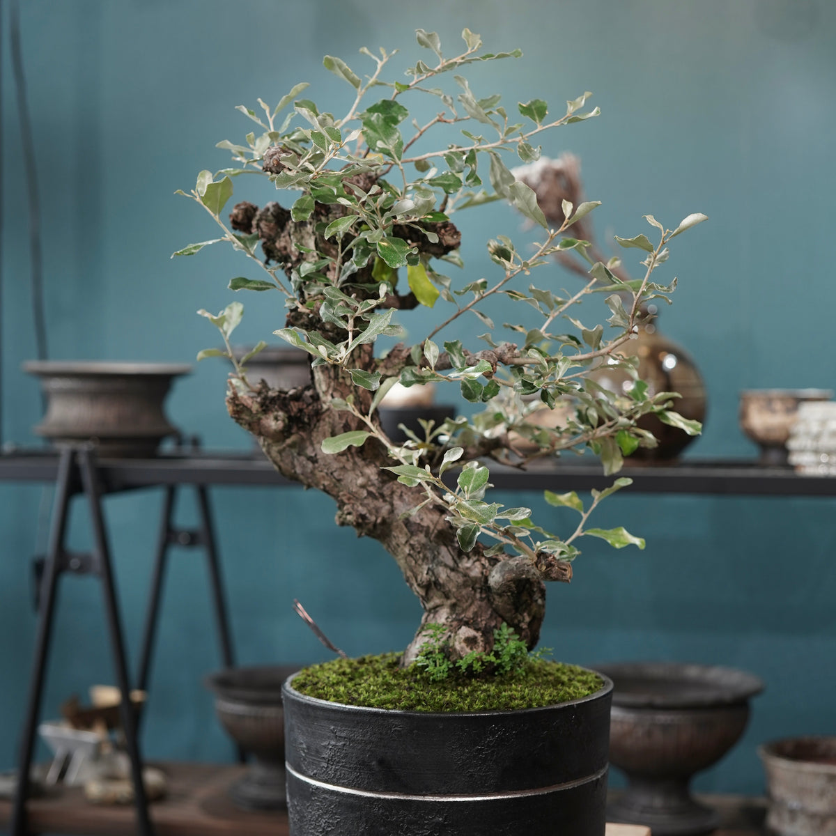 Old Elaeagnus formosana (古木台湾グミ) × 高見澤匠 “黒磁／白金鉢”