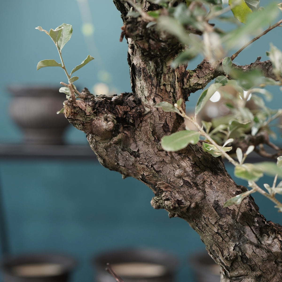 Old Elaeagnus formosana (古木台湾グミ) × 高見澤匠 “黒磁／白金鉢”