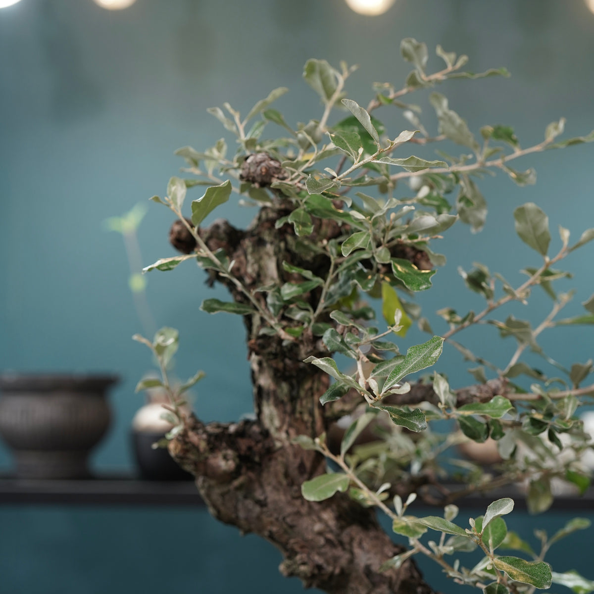 Old Elaeagnus formosana (古木台湾グミ) × 高見澤匠 “黒磁／白金鉢”