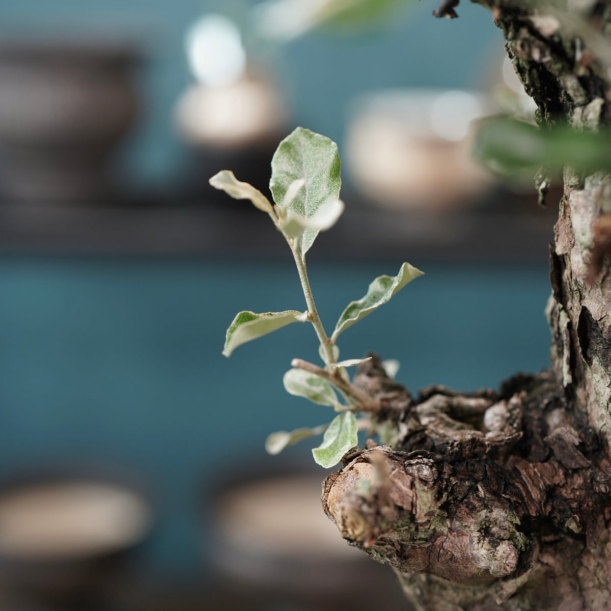 Old Elaeagnus formosana (古木台湾グミ) × 高見澤匠 “黒磁／白金鉢”