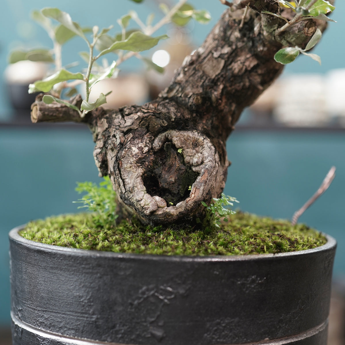 Old Elaeagnus formosana (古木台湾グミ) × 高見澤匠 “黒磁／白金鉢”