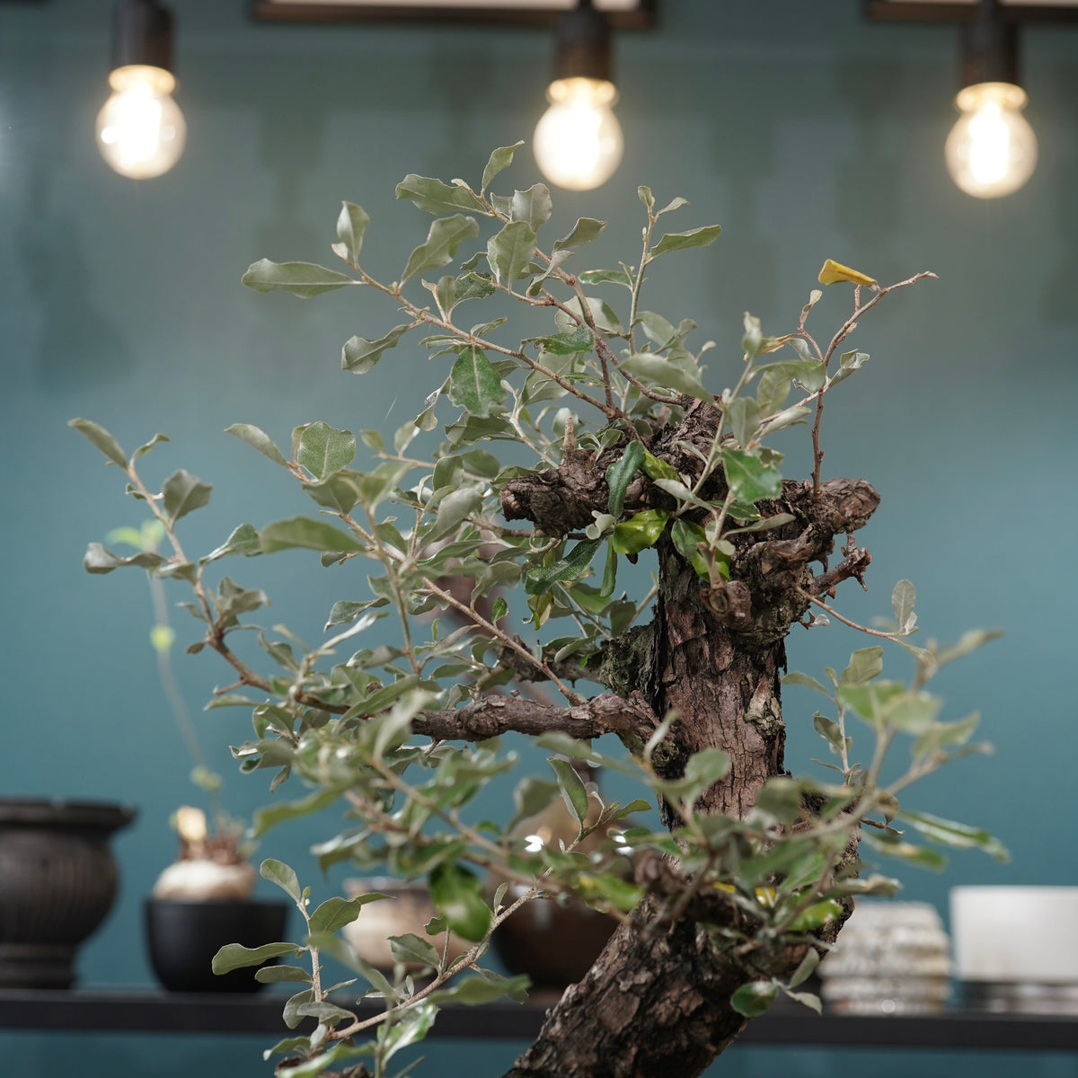 Old Elaeagnus formosana (古木台湾グミ) × 高見澤匠 “黒磁／白金鉢”