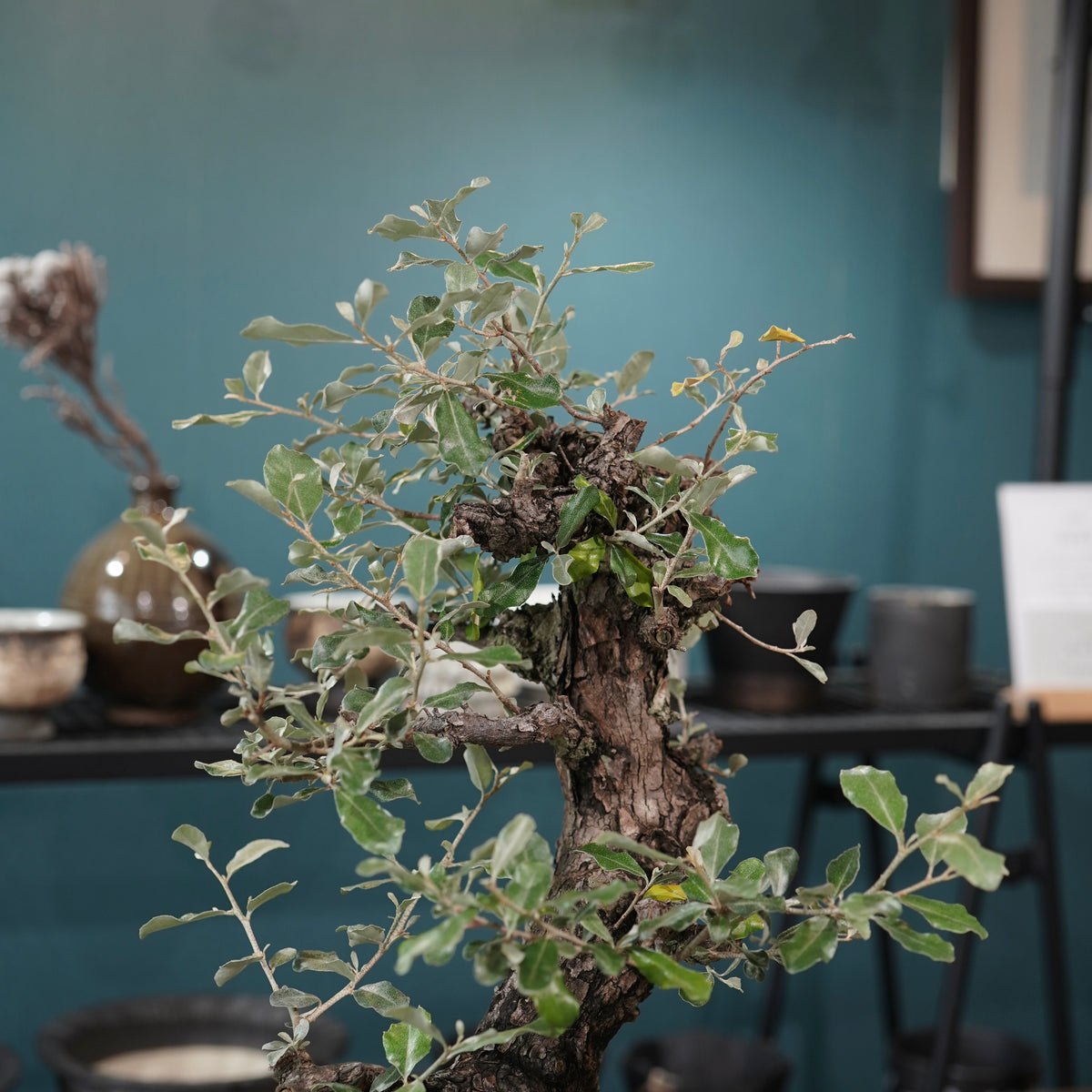 Old Elaeagnus formosana (古木台湾グミ) × 高見澤匠 “黒磁／白金鉢”
