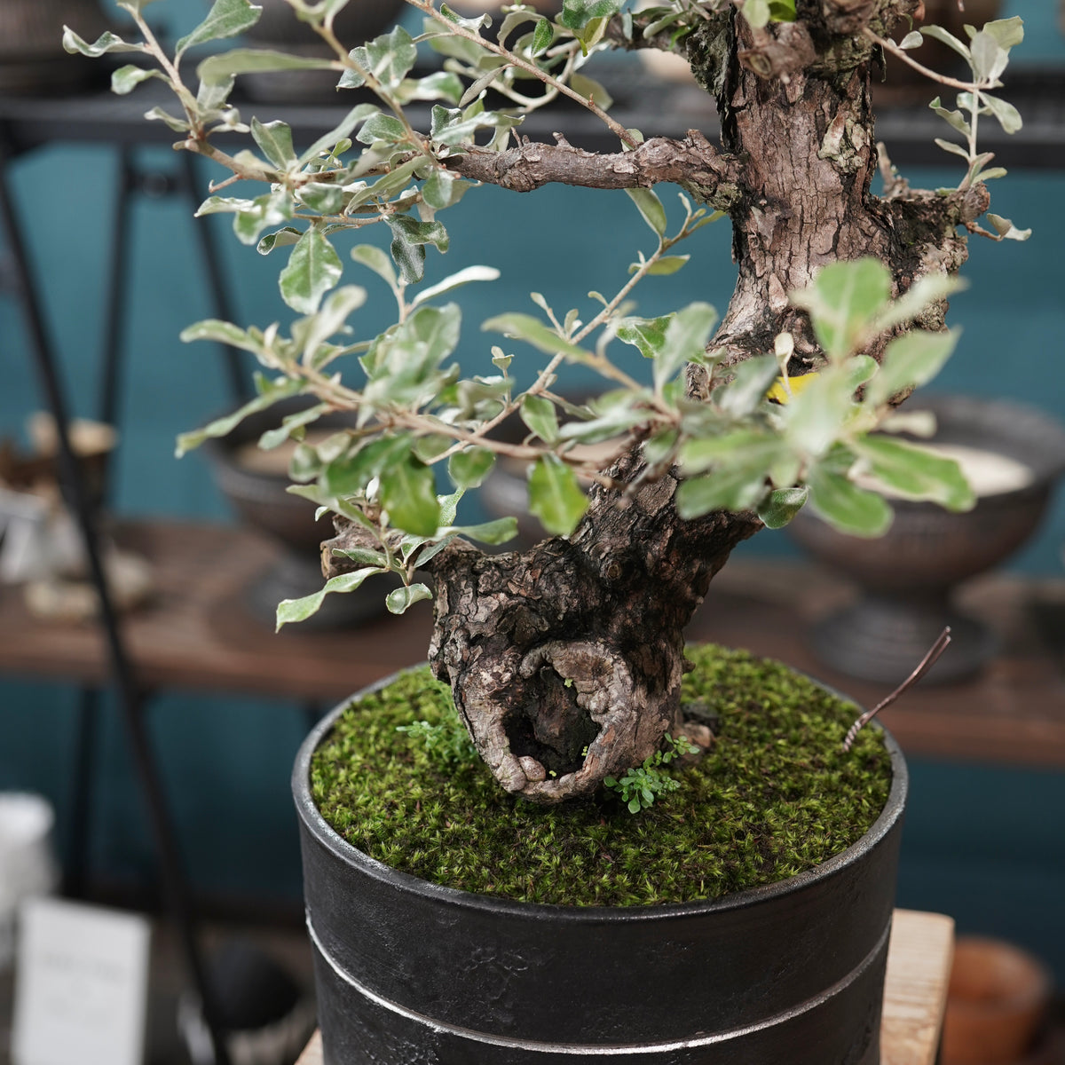 Old Elaeagnus formosana (古木台湾グミ) × 高見澤匠 “黒磁／白金鉢”