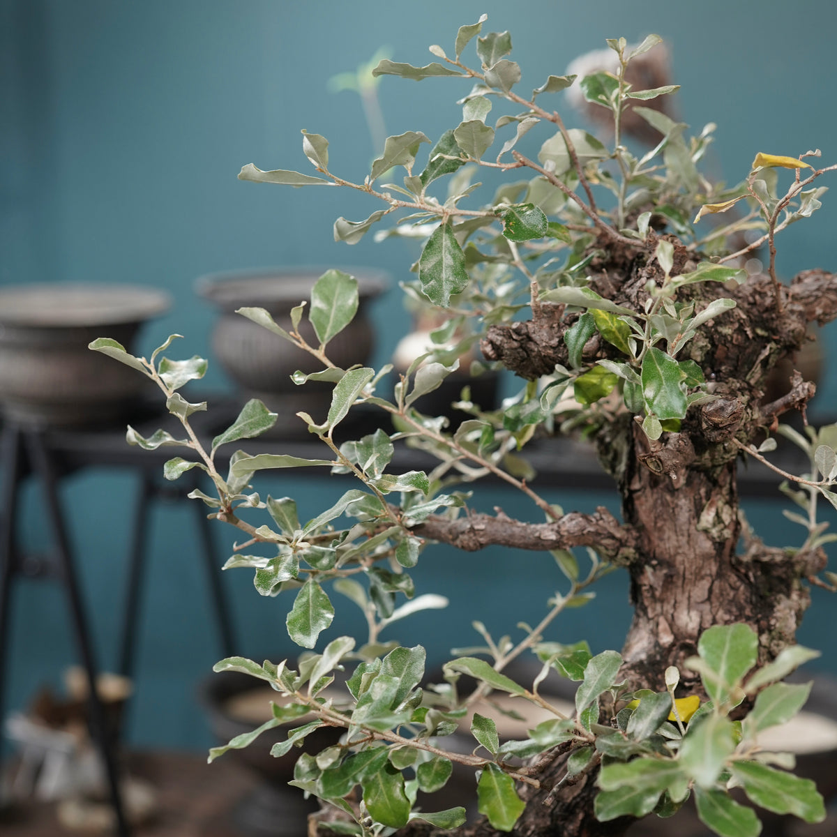 Old Elaeagnus formosana (古木台湾グミ) × 高見澤匠 “黒磁／白金鉢”