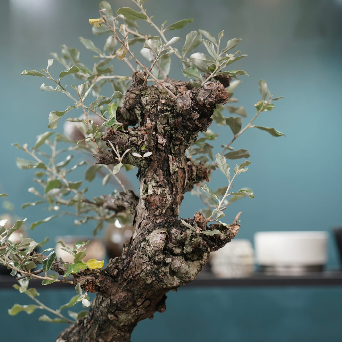 Old Elaeagnus formosana (古木台湾グミ) × 高見澤匠 “黒磁／白金鉢”