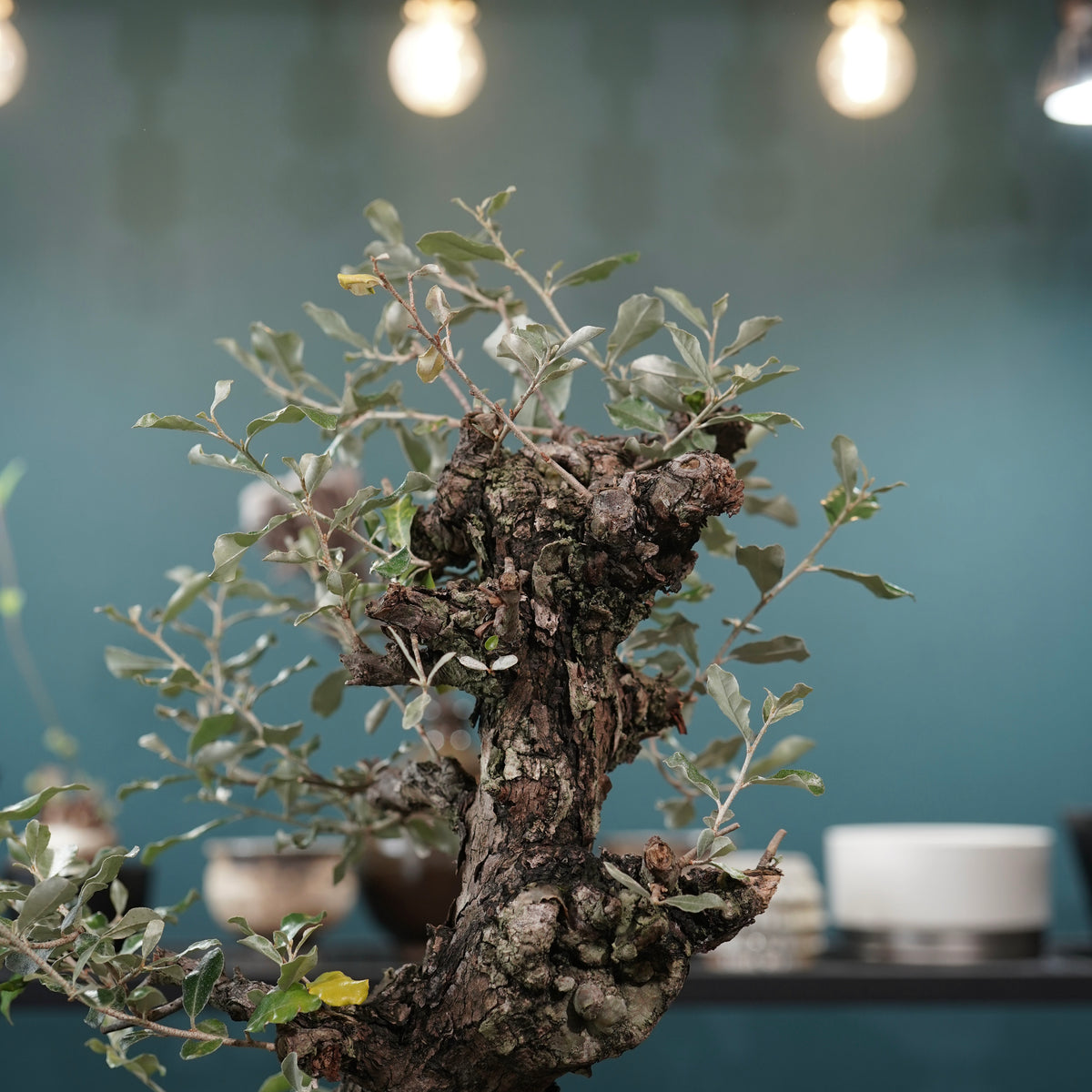 Old Elaeagnus formosana (古木台湾グミ) × 高見澤匠 “黒磁／白金鉢”