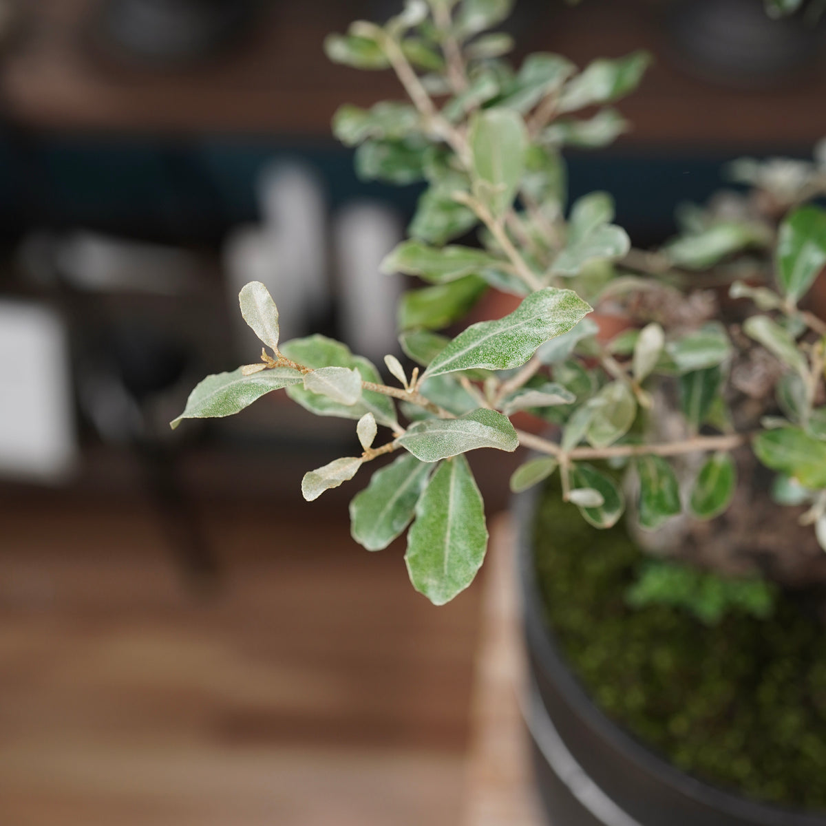 Old Elaeagnus formosana (古木台湾グミ) × 高見澤匠 “黒磁／白金鉢”