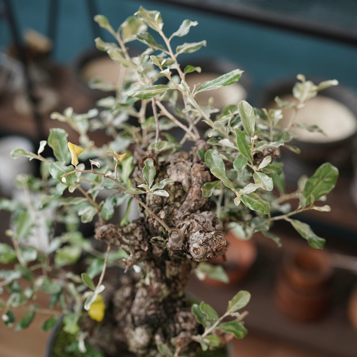 Old Elaeagnus formosana (古木台湾グミ) × 高見澤匠 “黒磁／白金鉢”