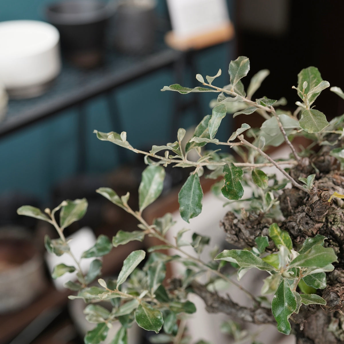 Old Elaeagnus formosana (古木台湾グミ) × 高見澤匠 “黒磁／白金鉢”