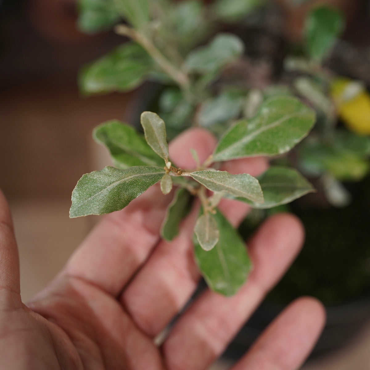 Old Elaeagnus formosana (古木台湾グミ) × 高見澤匠 “黒磁／白金鉢”