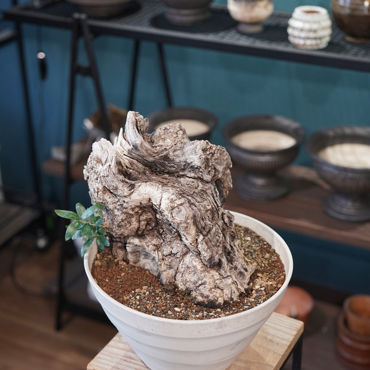 Mini  Old olive（古木オリーブ）