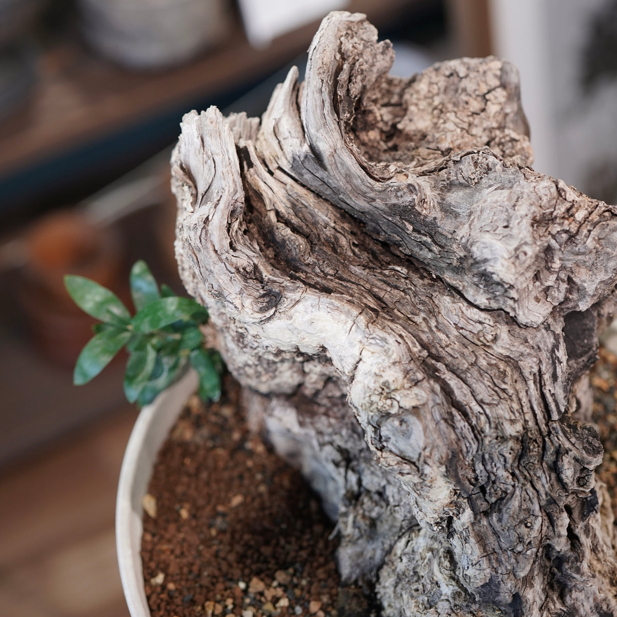 Mini  Old olive（古木オリーブ）