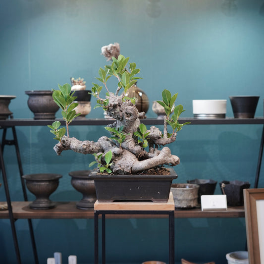 Ficus microcarpa(ガジュマル)