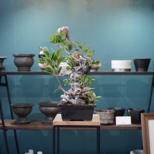 Ficus microcarpa(ガジュマル)