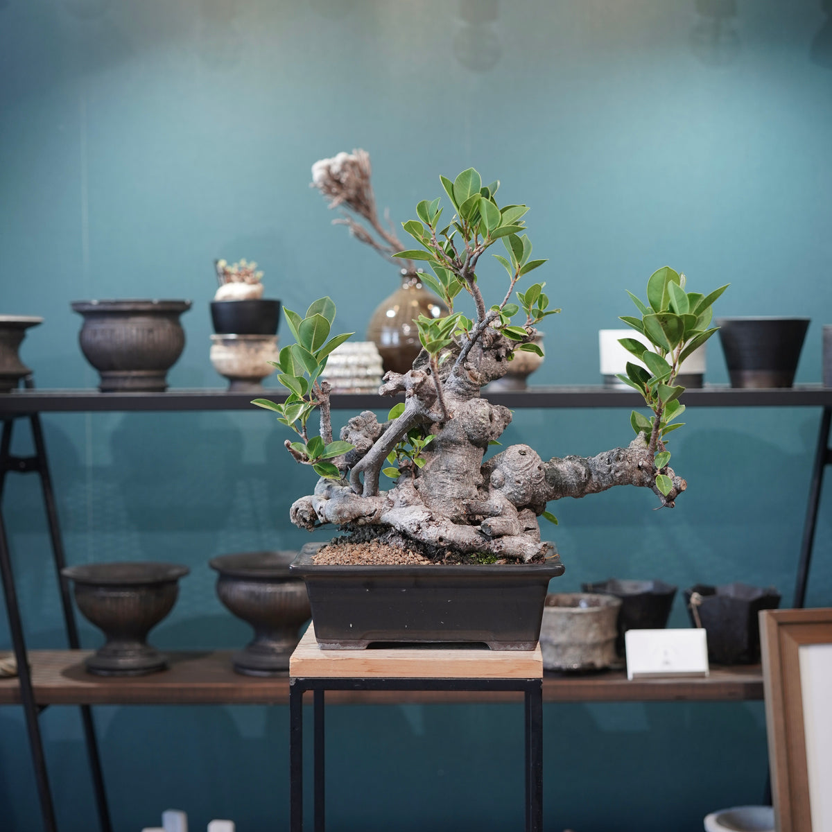 Ficus microcarpa(ガジュマル)