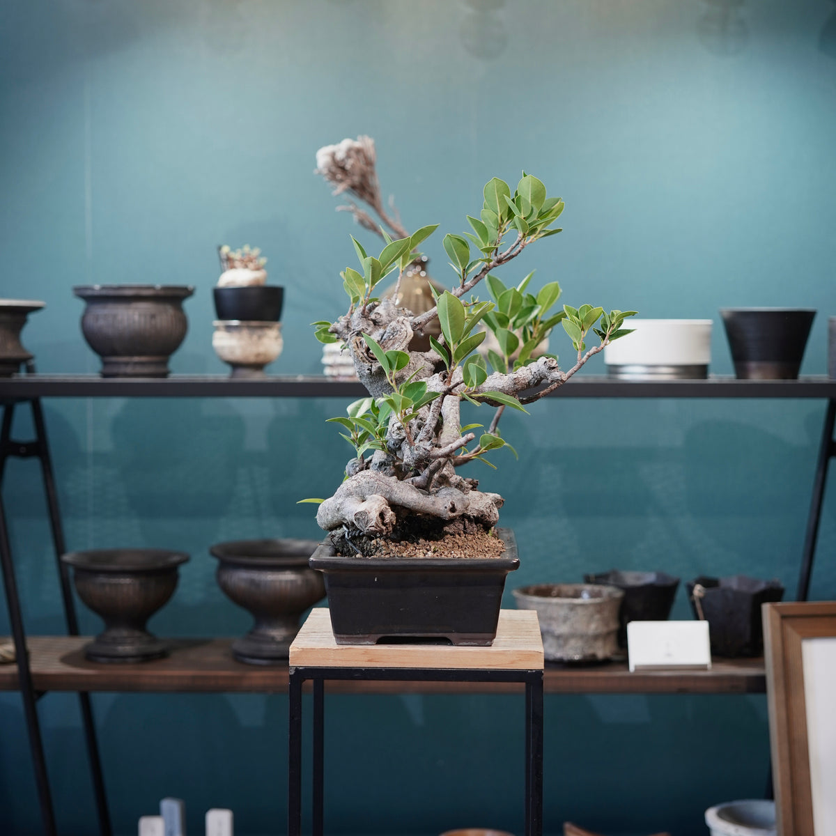 Ficus microcarpa(ガジュマル)