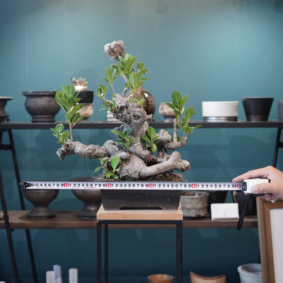 Ficus microcarpa(ガジュマル)