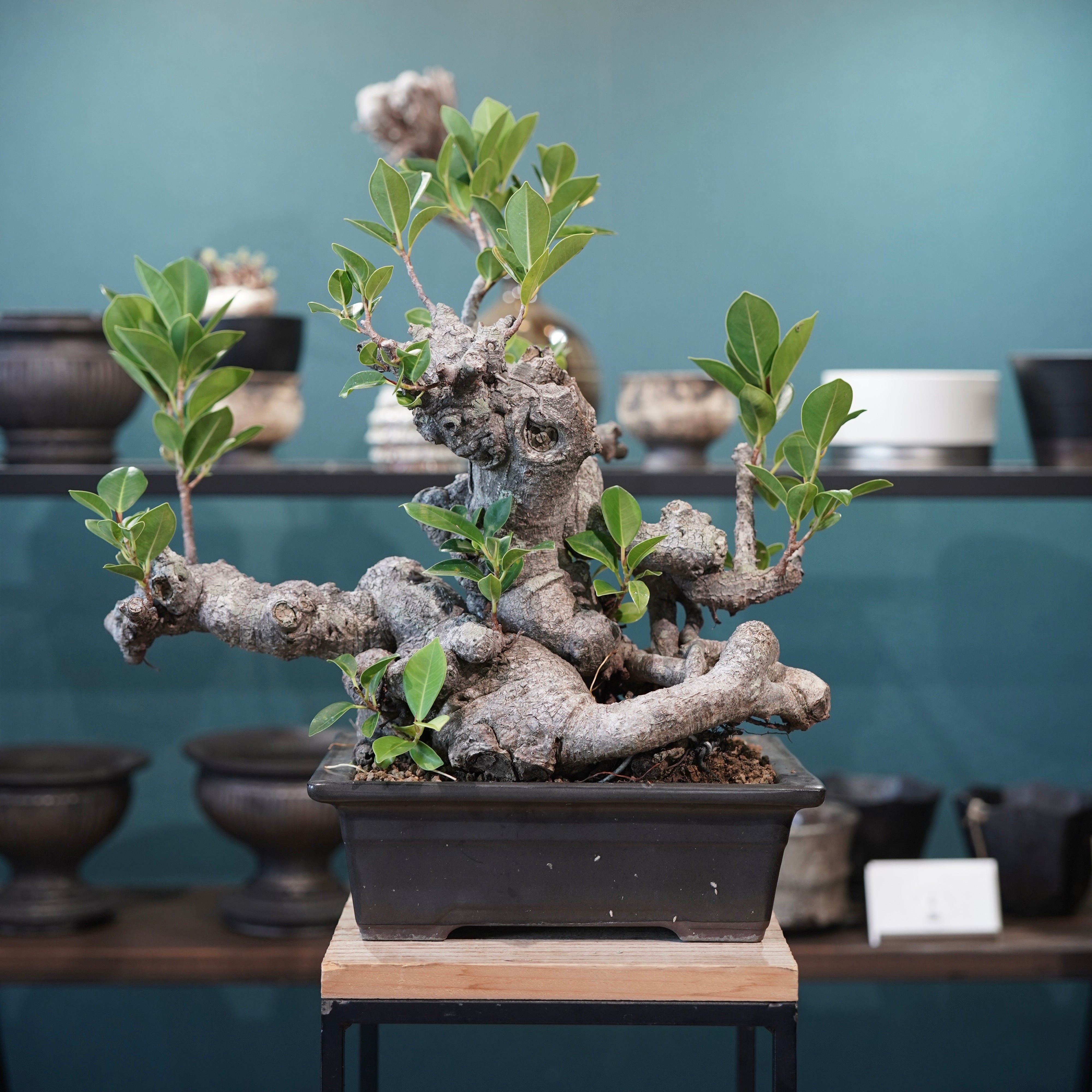 フィカス ガジュマル Ficus microcarpa(ガジュマル) – ELBAZ GREEN STORE
