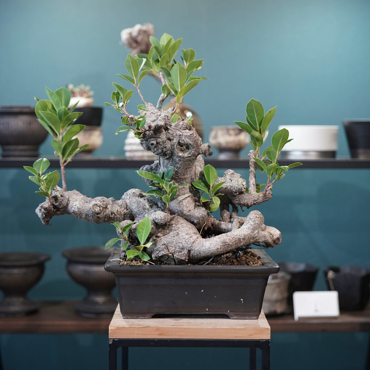 Ficus microcarpa(ガジュマル)