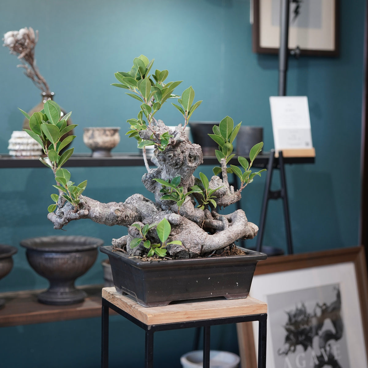 Ficus microcarpa(ガジュマル)