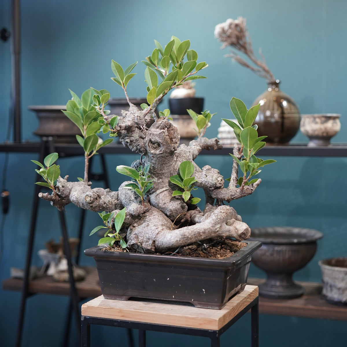 Ficus microcarpa(ガジュマル)
