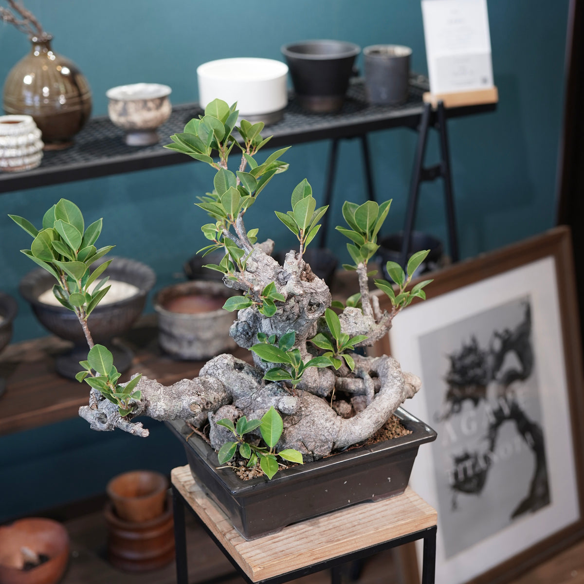 Ficus microcarpa(ガジュマル)