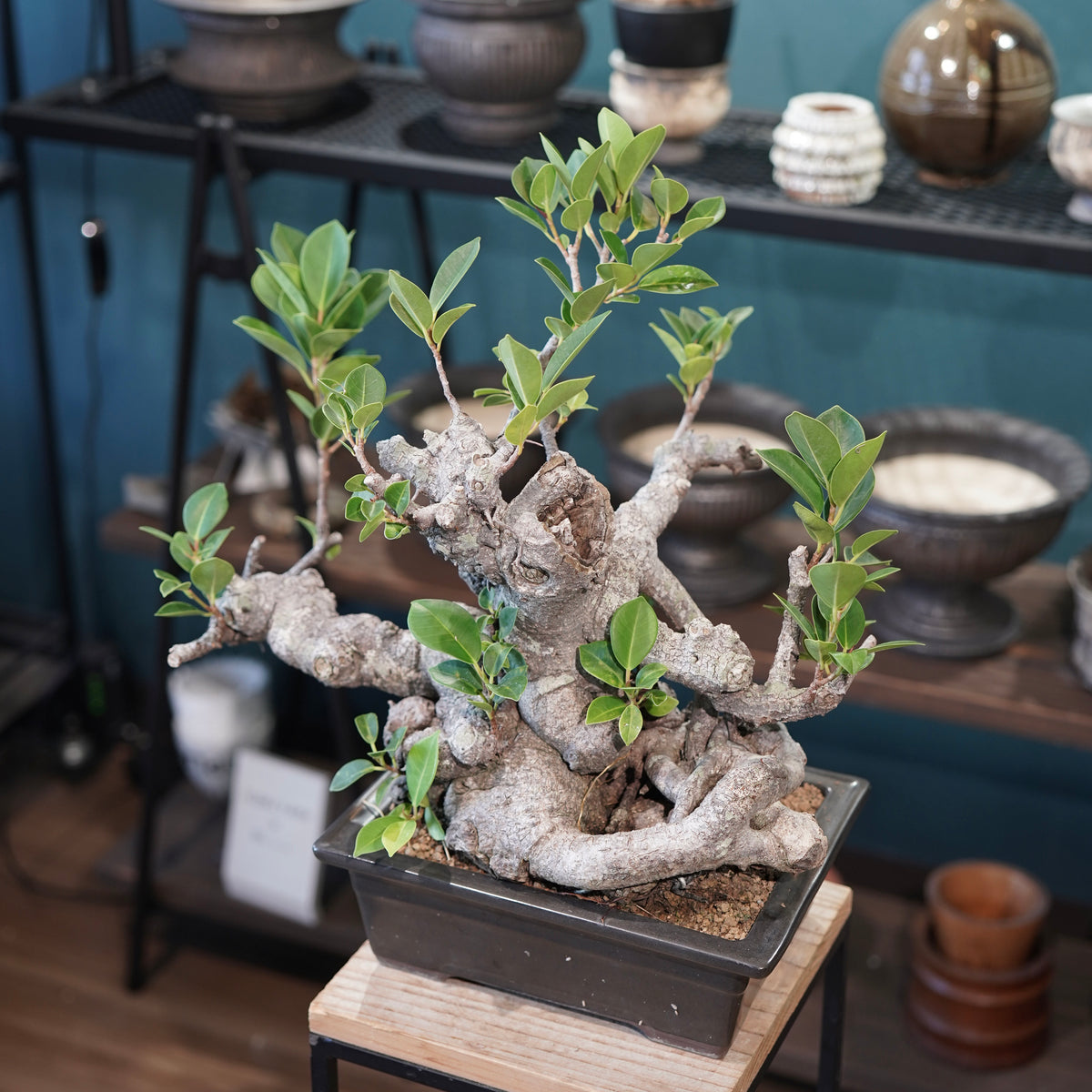 Ficus microcarpa(ガジュマル)