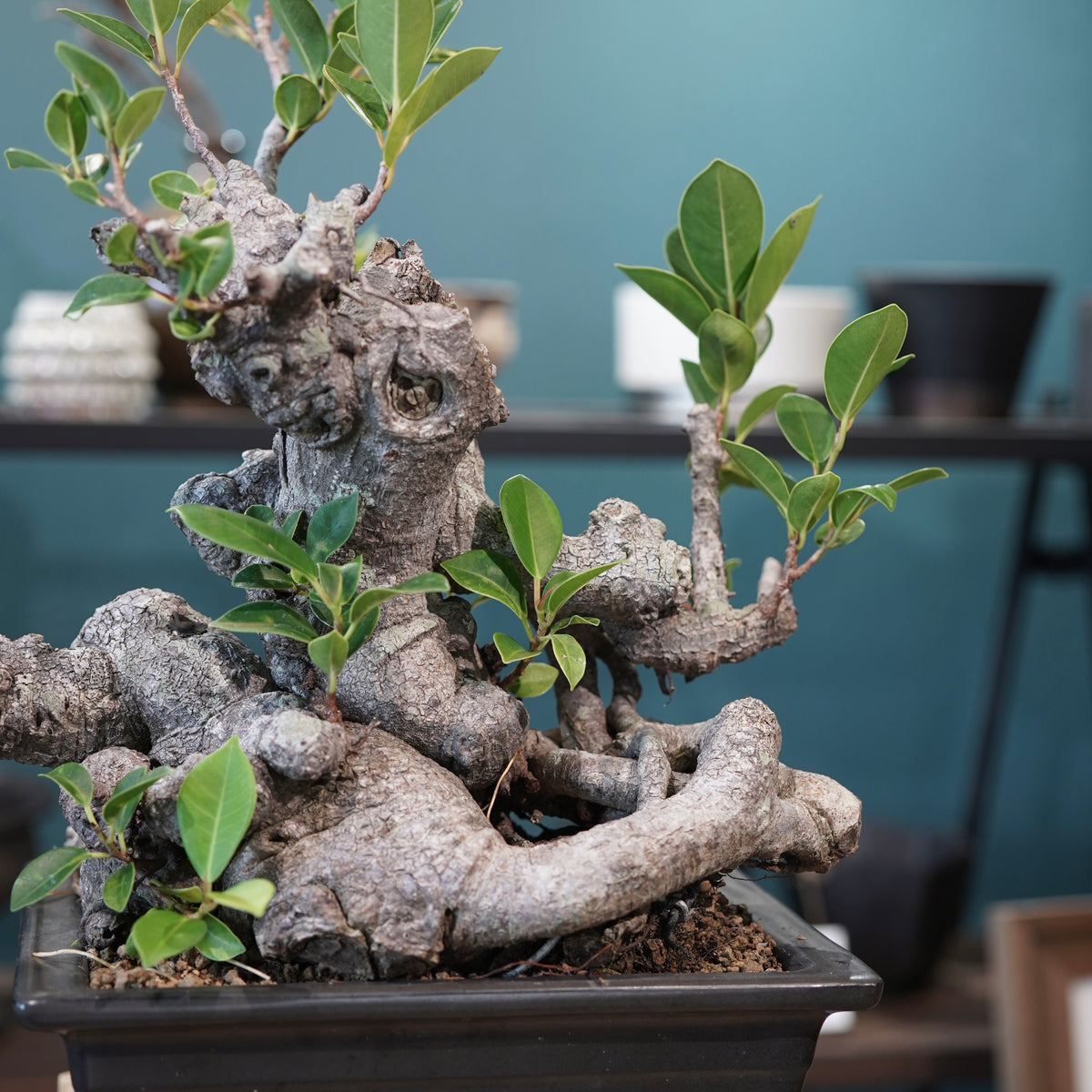 Ficus microcarpa(ガジュマル)