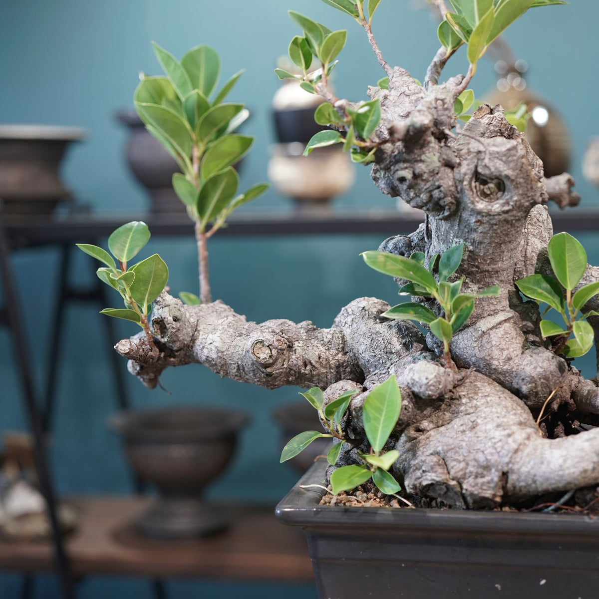 Ficus microcarpa(ガジュマル)