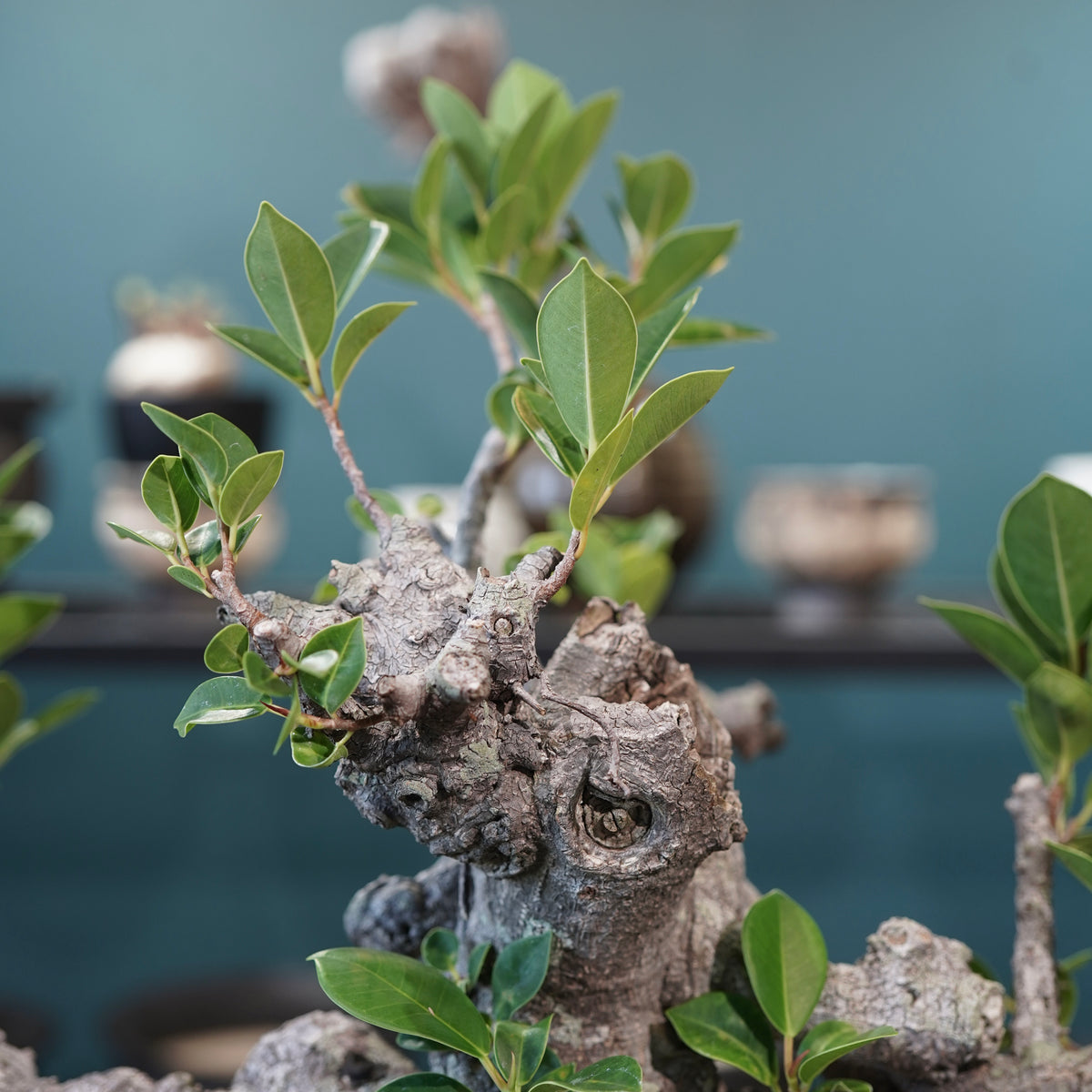 Ficus microcarpa(ガジュマル)