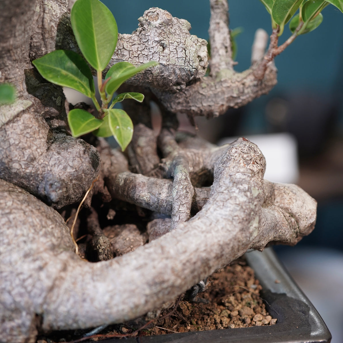 Ficus microcarpa(ガジュマル)