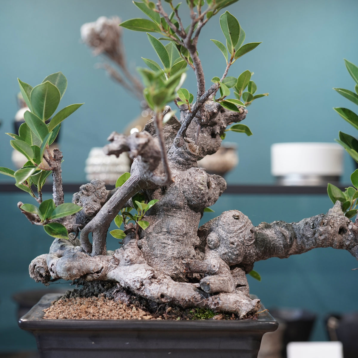 Ficus microcarpa(ガジュマル)