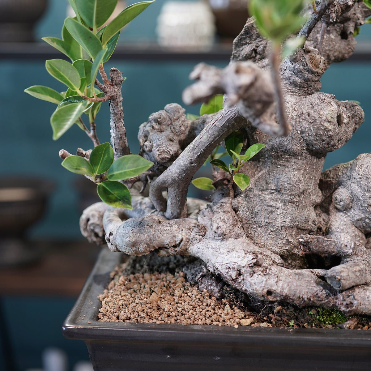 Ficus microcarpa(ガジュマル)