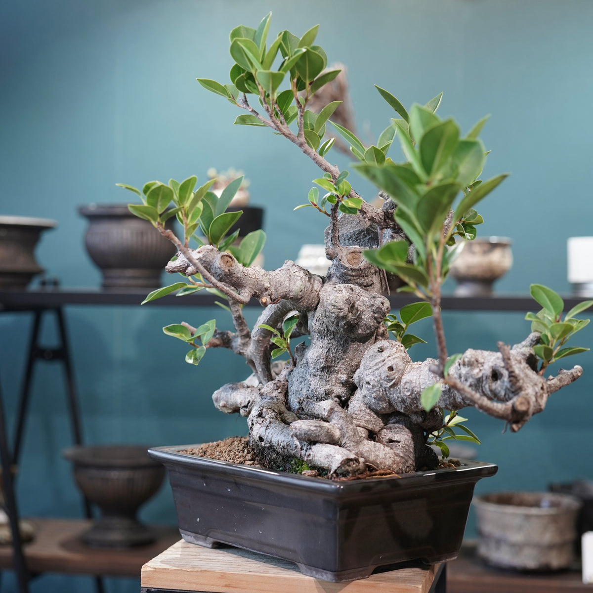 Ficus microcarpa(ガジュマル)