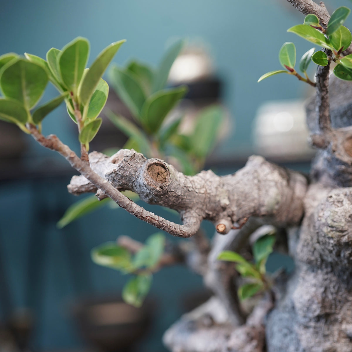 Ficus microcarpa(ガジュマル)