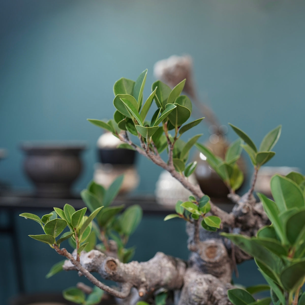 Ficus microcarpa(ガジュマル)