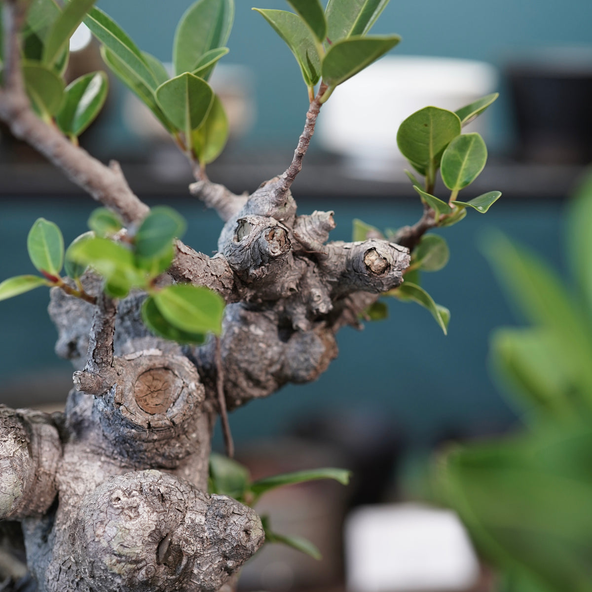 Ficus microcarpa(ガジュマル)