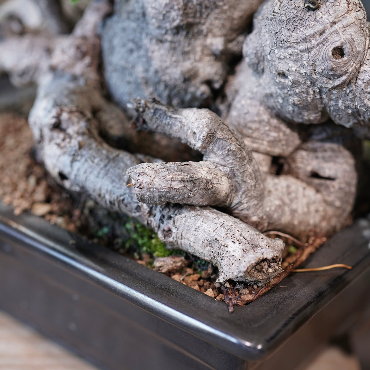Ficus microcarpa(ガジュマル)