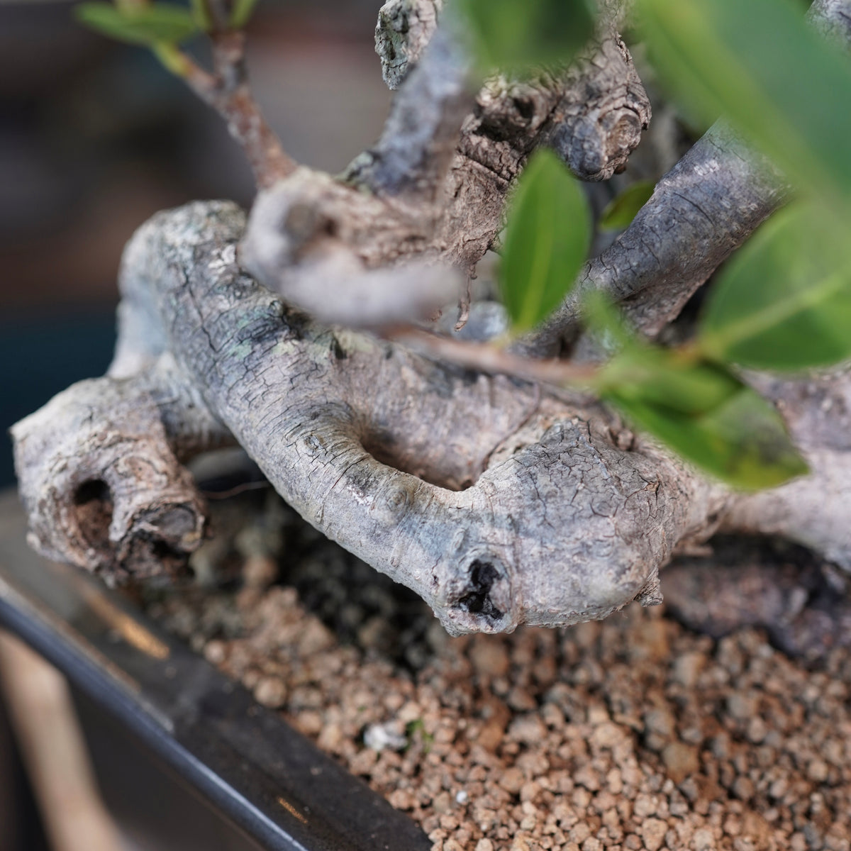Ficus microcarpa(ガジュマル)