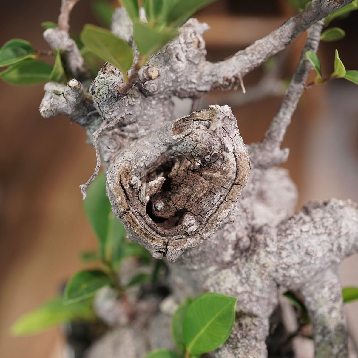 Ficus microcarpa(ガジュマル)