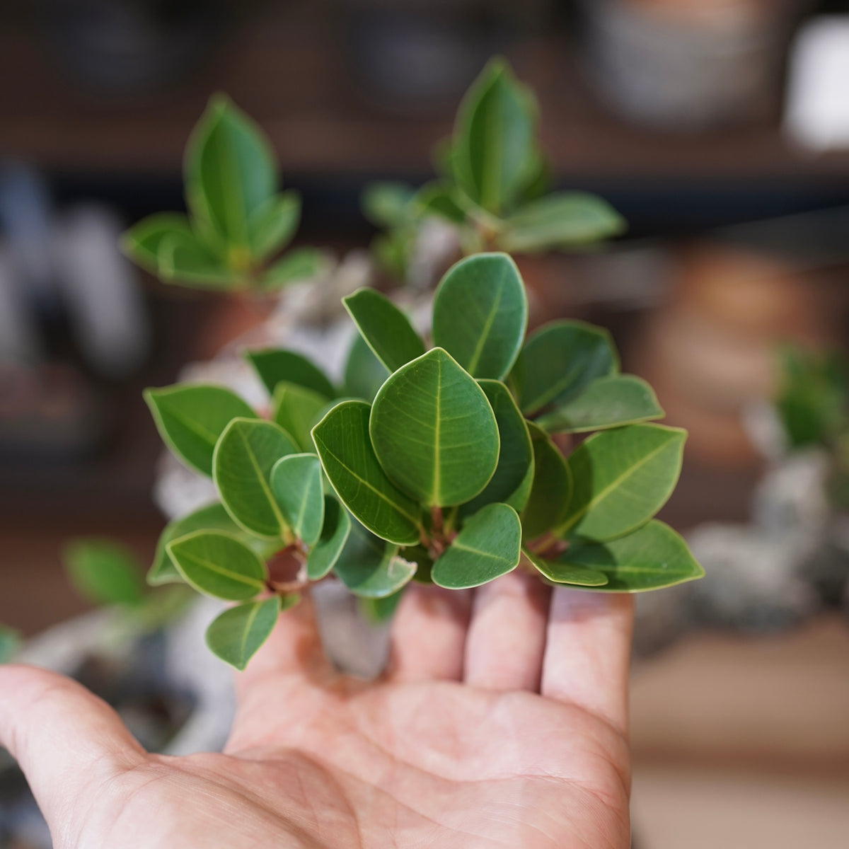 Ficus microcarpa(ガジュマル)