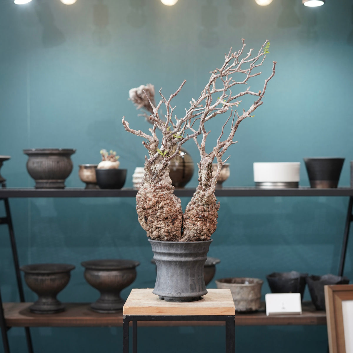 Operculicarya pachypus(オペルクリカリア・パキプス) × dairoku_pottery“黒銀青鉢”