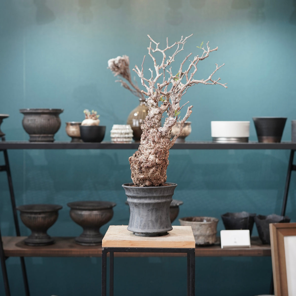 Operculicarya pachypus(オペルクリカリア・パキプス) × dairoku_pottery“黒銀青鉢”