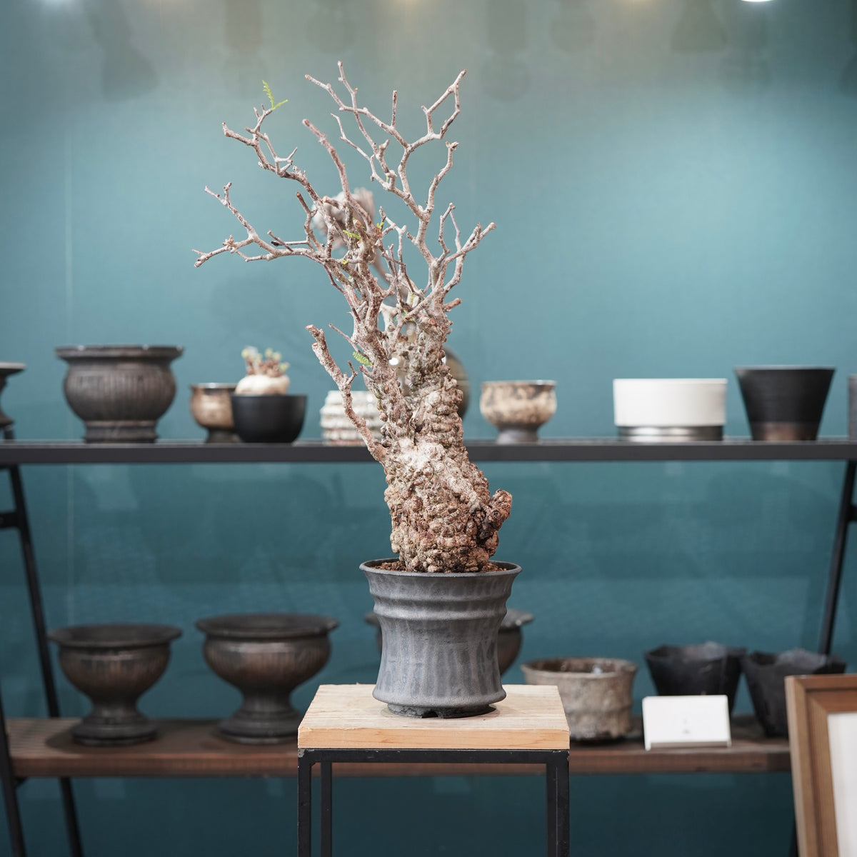 Operculicarya pachypus(オペルクリカリア・パキプス) × dairoku_pottery“黒銀青鉢”