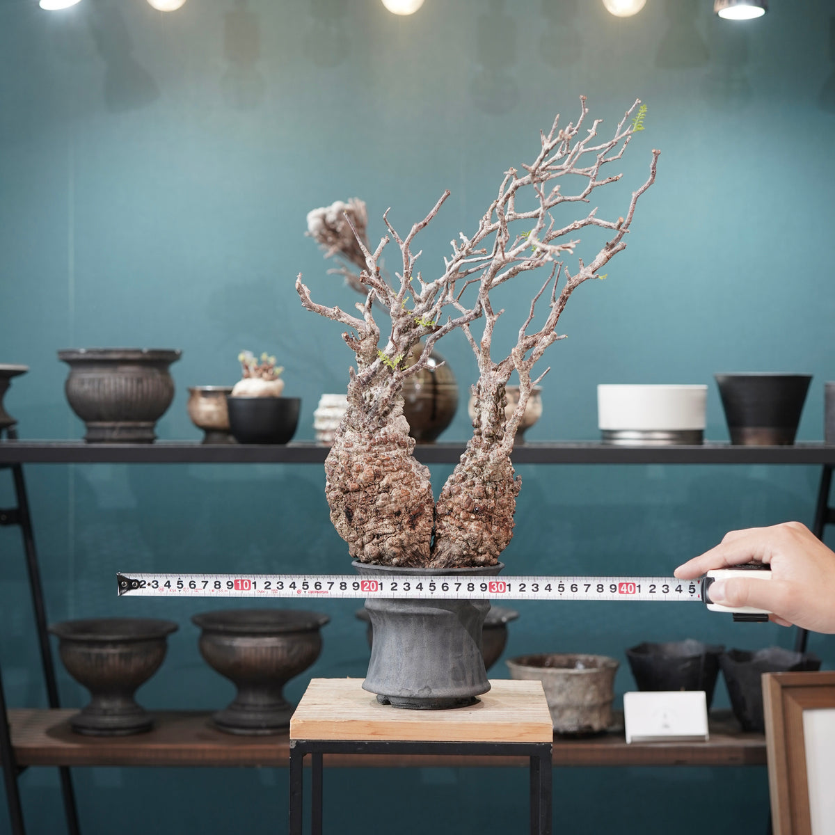 Operculicarya pachypus(オペルクリカリア・パキプス) × dairoku_pottery“黒銀青鉢”