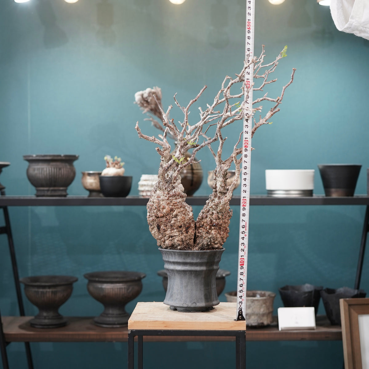 Operculicarya pachypus(オペルクリカリア・パキプス) × dairoku_pottery“黒銀青鉢”